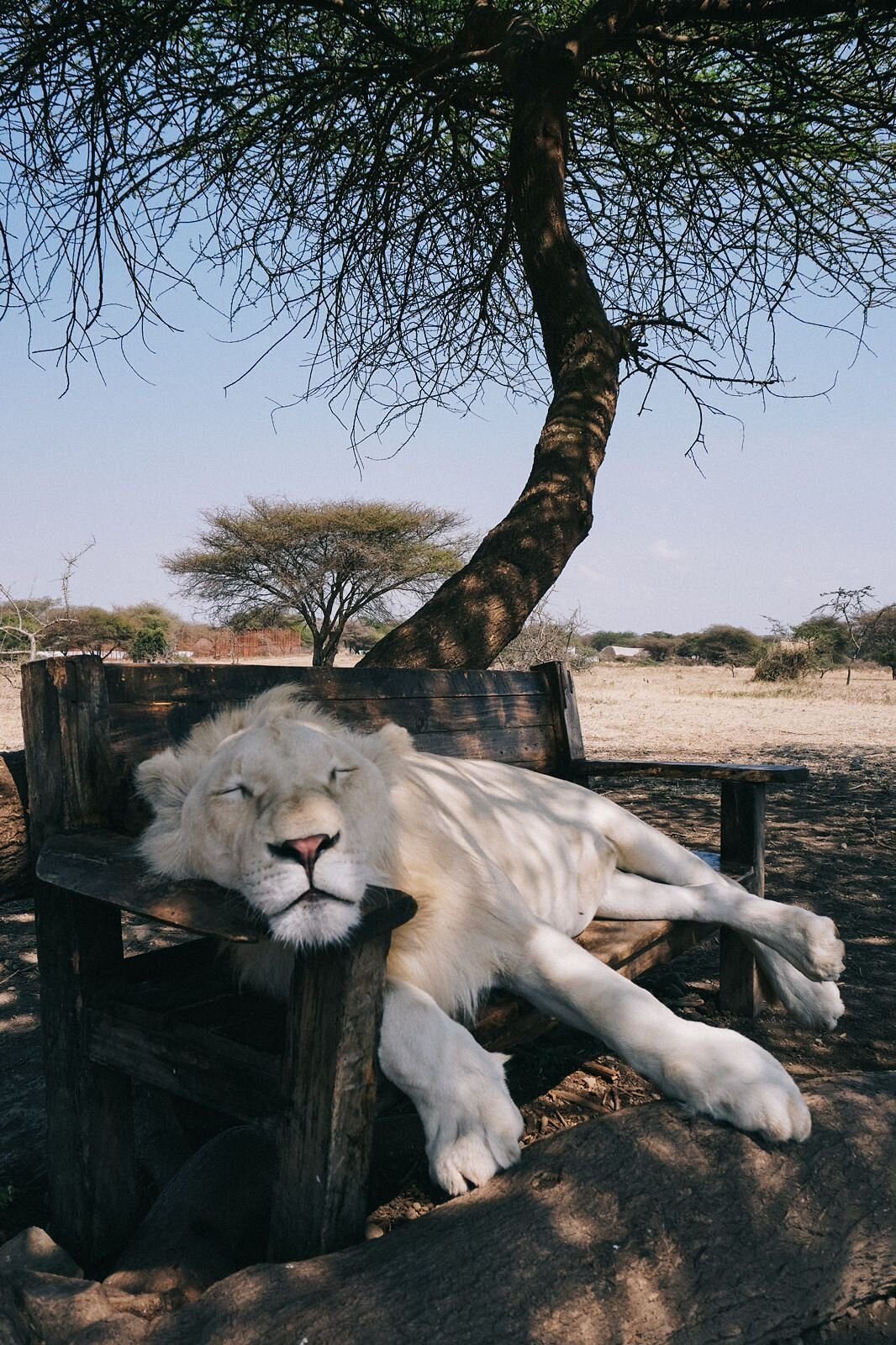 serval wildlife, white lion,Best day trips from Arusha-Kilitranfer