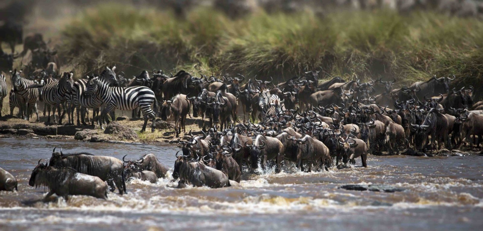 The great migration serengeti. A group of buffalos crossing a river